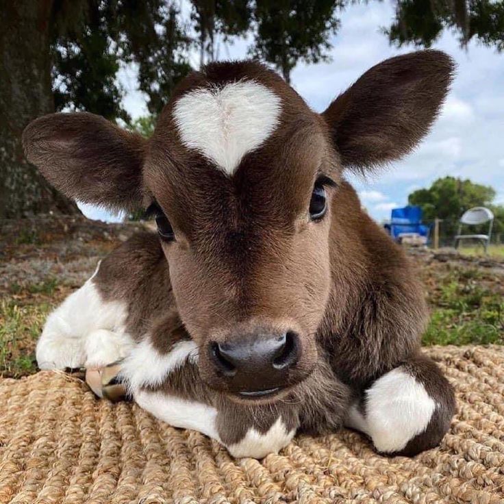 brown calf with a white heart shaped birthmark
