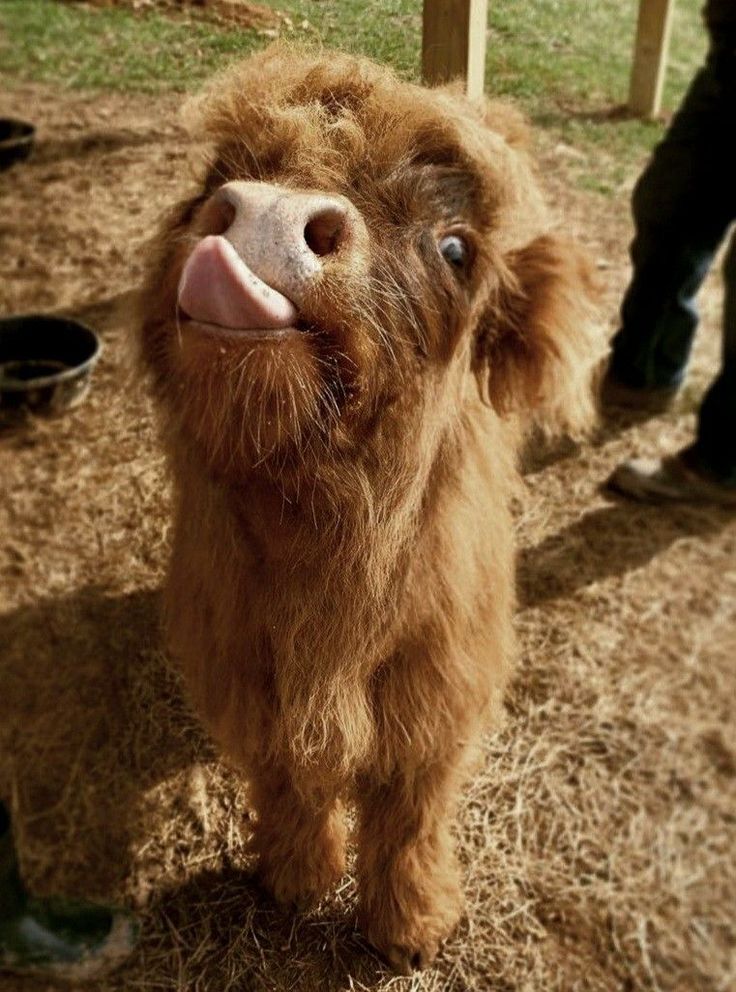 brown calf licking its nose