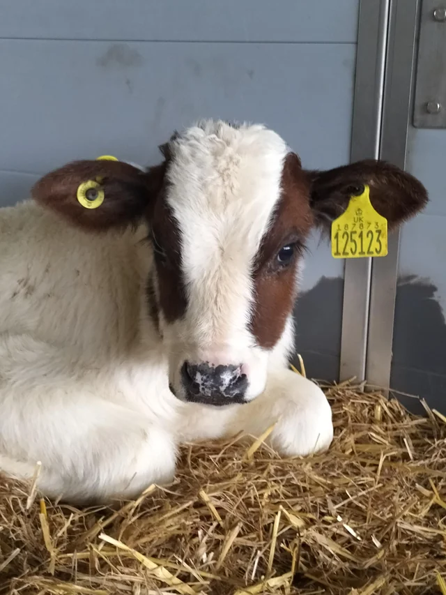 brown and white calf laying