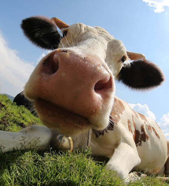 exteme close up of cows face