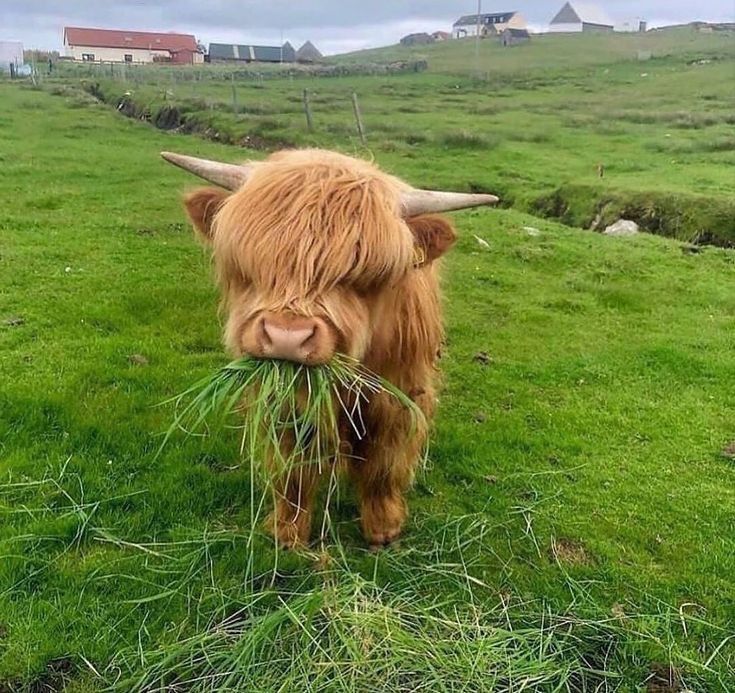 brown calf munching on grass