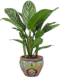 aglaonema