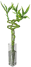 lucky bamboo