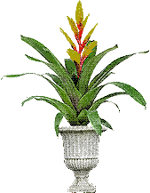 bromeliad