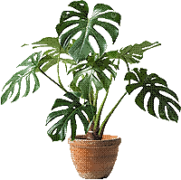 monstera