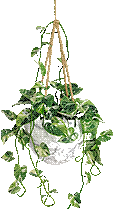 pothos