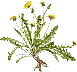 dandelion greens