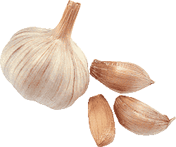 garlic