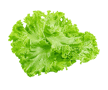 lettuce