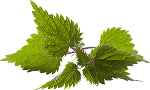 nettles