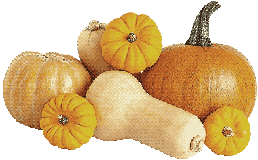 pumpkins and squash