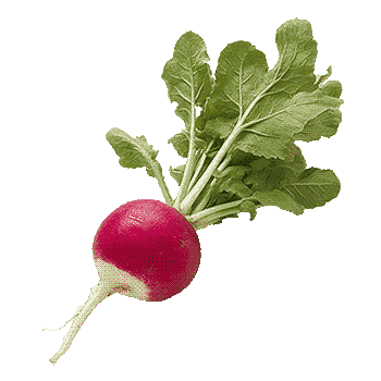 radish