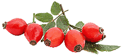 rosehips