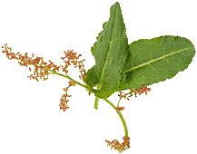 sorrel