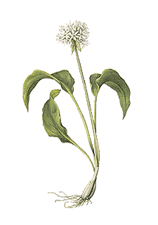 wild garlic