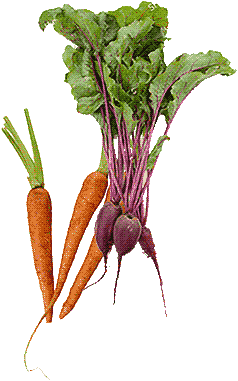 young carrots and beets