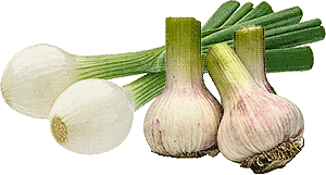 young garlic and onion